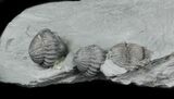 Enrolled Flexicalymene Trilobite From Ohio #30460-3